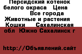 Персидский котенок белого окраса › Цена ­ 35 000 - Все города Животные и растения » Кошки   . Сахалинская обл.,Южно-Сахалинск г.